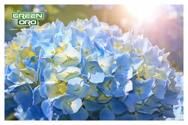 Nawóz do Hortensji Rododendronów Borówki Azalii Magnolii 5kg 100 dni