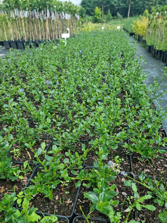 Prusznik niebieski VICTORIA zimozielony SADZONKA niebieski DŁUGO