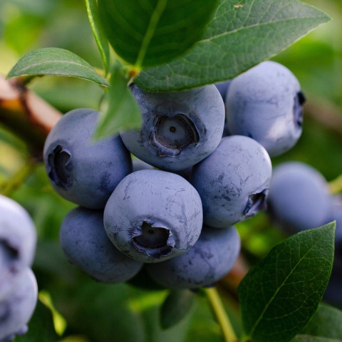 Zestaw Borówka amerykańska