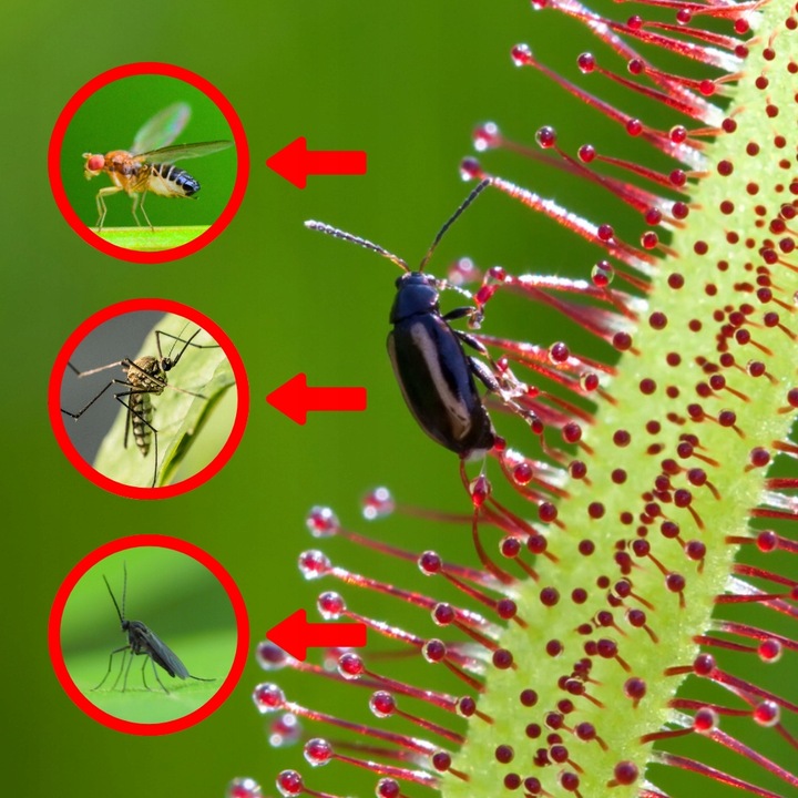 Drosera Capensis CZERWONA ROSICZKA Przylądkowa TROPIKALNA Owadożerna -