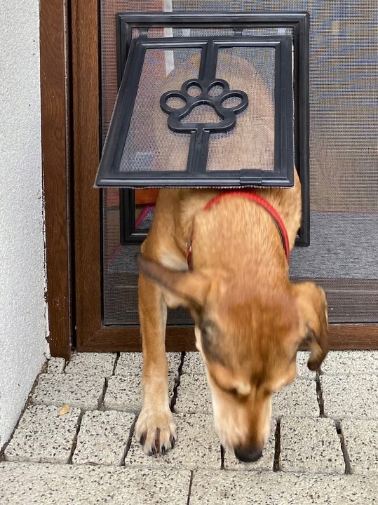 FURTKA WAHADŁOWA KLAPA KLAPKA WEJŚCIE DO MOSKITIERY DLA ZWIERZĄT PSÓW KOTÓW