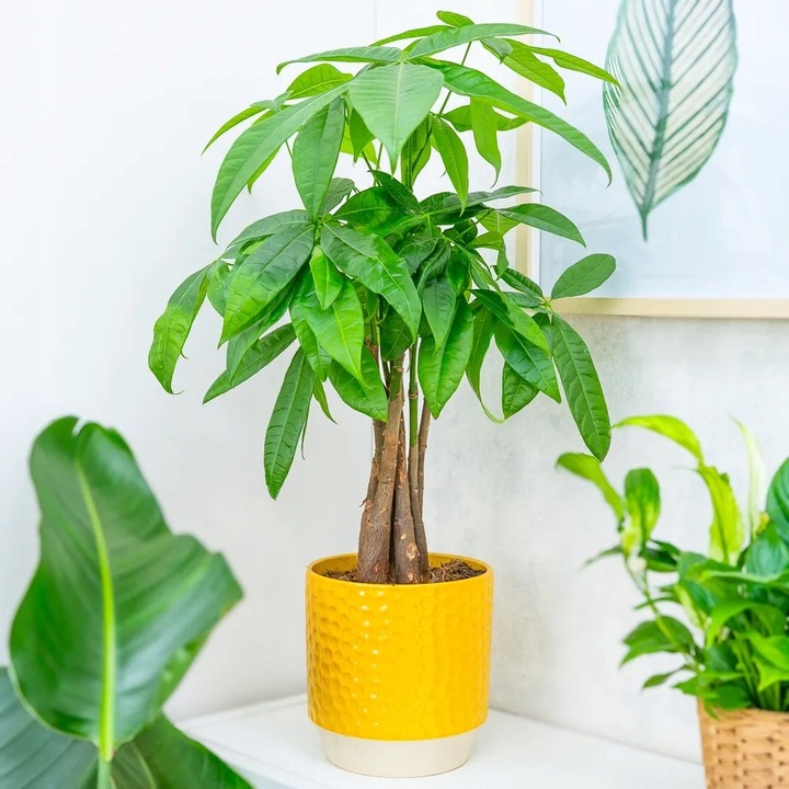 Pachira Aquatica DRZEWKO SZCZĘSCIA I Pieniędzy - Sekrety Feng Shui Dla