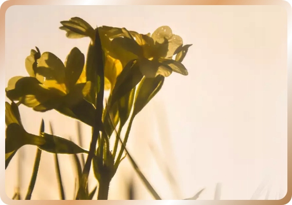 OEPAROL olej z nasion wiesiołka 120 kapsułek