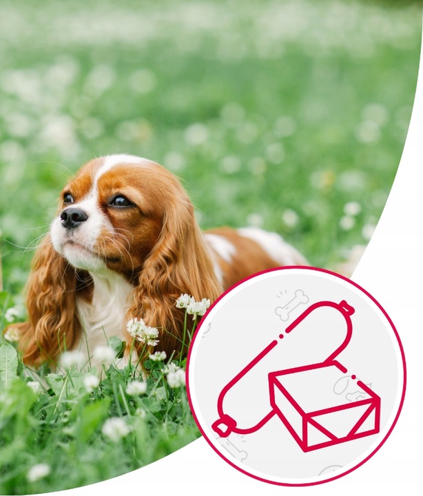 Karma dla Psa Mięso Mrożone Wołowe Bez Kości Surowe Świeże AS 10 kg BARF