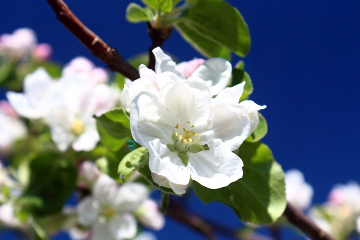 JABŁOŃ PAPIERÓWKA - NAJWCZEŚNIEJSZE- KARŁOWA !!!