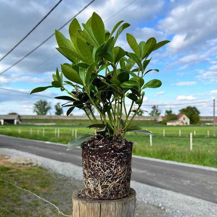 SKIMIA JAPOŃSKA Duże Sadzonki 1L 'Rubella'