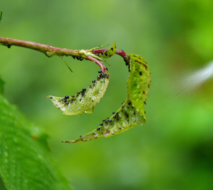 TARGET MOSPILAN 20SP ŚRODEK NA MSZYCE SZKODNIKI WARZYW OWOCÓW ROŚLIN