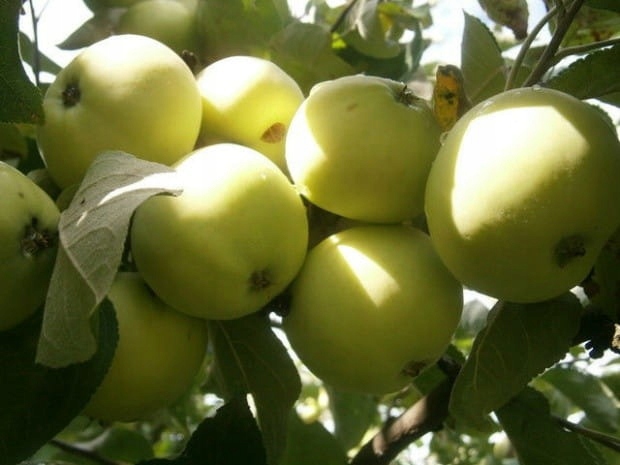 Jabłoń PAPIERÓWKA Oliwka żółta/ ODMIANA DESEROWA