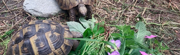 Podłoże dla żółwia do terrarium Ziemia dla żółwia Testudo Soil Original 25L
