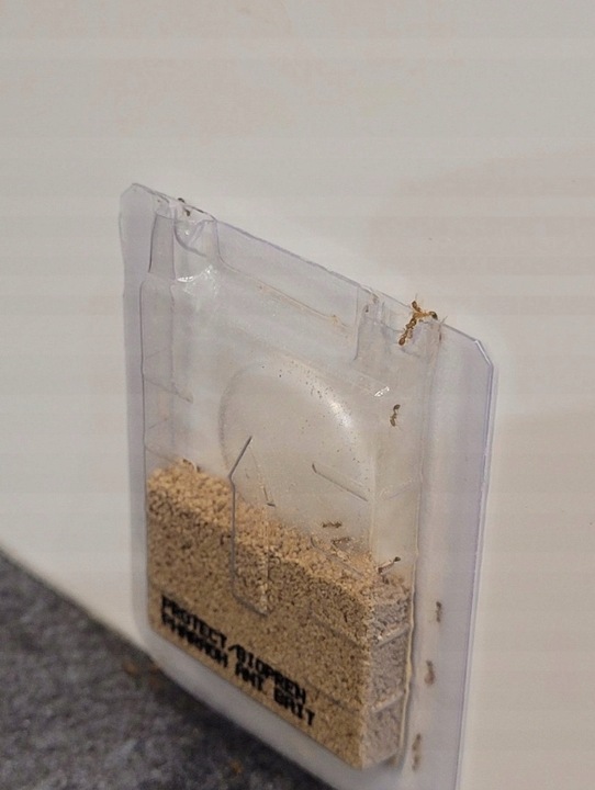 SILNY PROSZEK ŚRODEK PREPARAT TRUTKA NA MRÓWKI FARAONA PROTECT 3 SZT