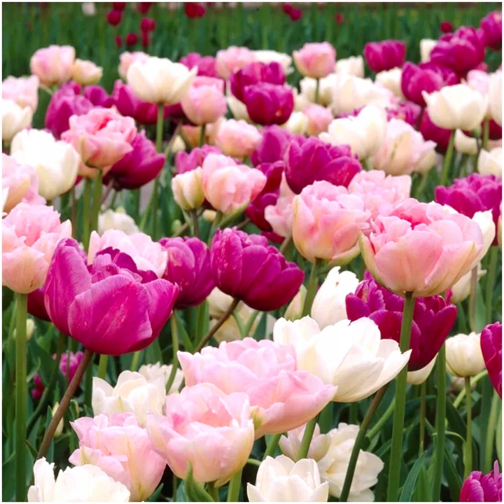 TULIPAN cebulki DOUBLE MIX KOLORY RÓŻU 20 szt. + GRATIS