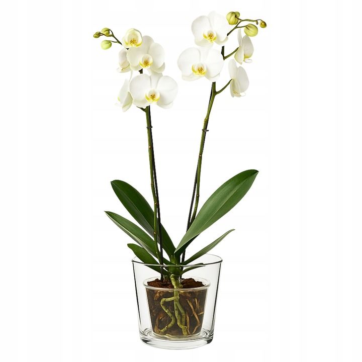 OSŁONKA SZKLANA Na STORCZYK Rośliny Doniczkę Przezroczysta H 16 cm