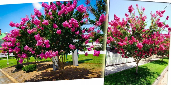 LAGERSTROEMIA INDYJSKA PINK NAJDŁUŻEJ KWITNĄCY KRZEW ŚWIATA Sadz.