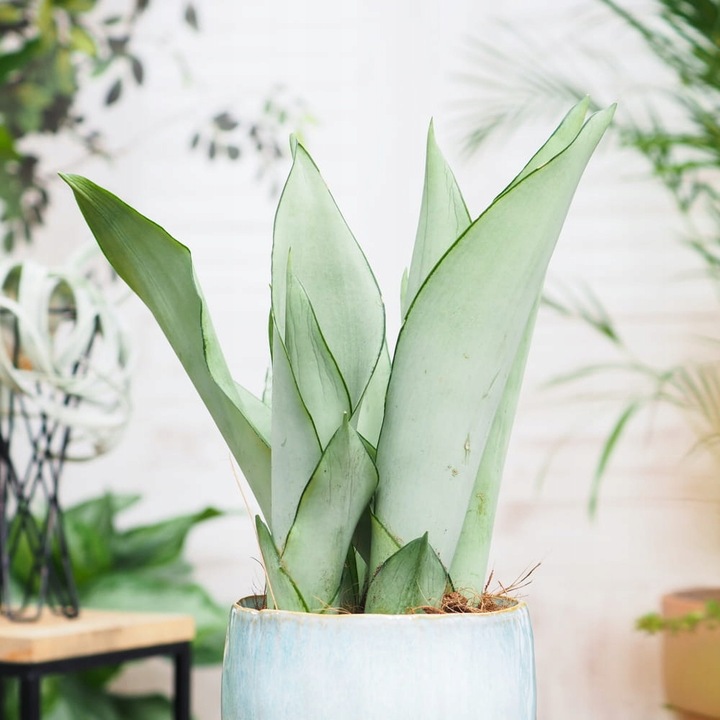 Sansevieria'Moonshine' KSIĘŻYCOWA PIĘKNOŚĆ -Sansewieria Wytrzymały Sukulent