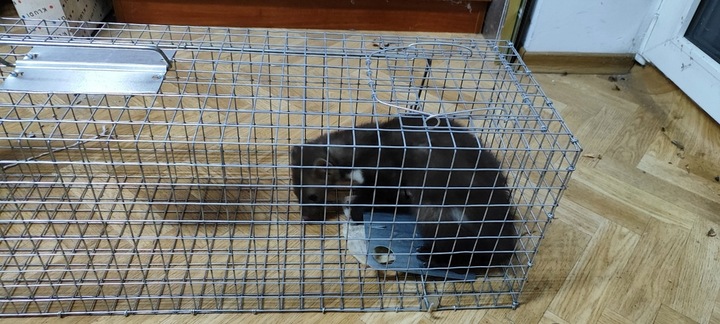 ŻYWOŁAPKA PUŁAPKA NA KUNY SZCZURY ŁASICE NORKI TCHÓRZE ŁASKI ŁAPKA