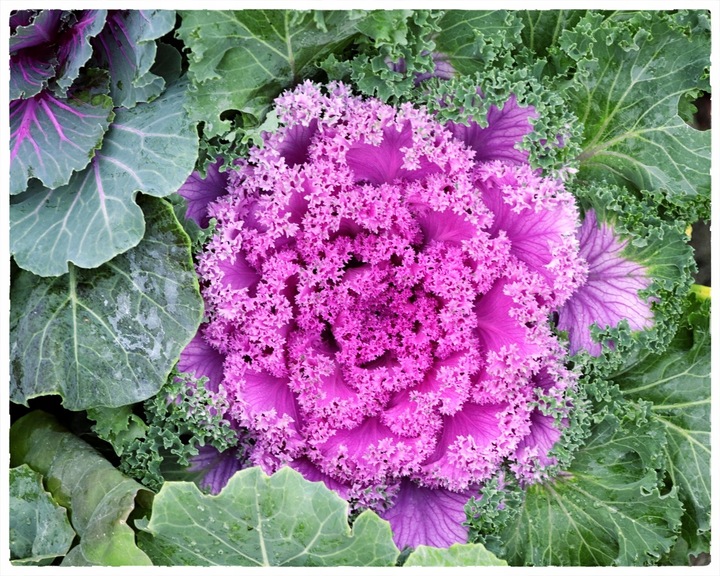 Kapusta ozdobna ZESTAW 8szt sadzonek MIX KOLORÓW na jesień i zimę