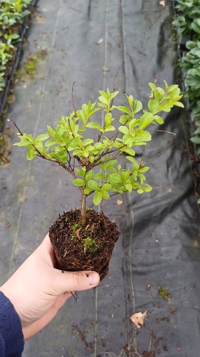 LAGERSTROEMIA INDYJSKA PINK, BEZ POŁUDNIA, NAJDŁUŻEJ KWITNĄCY KRZEW