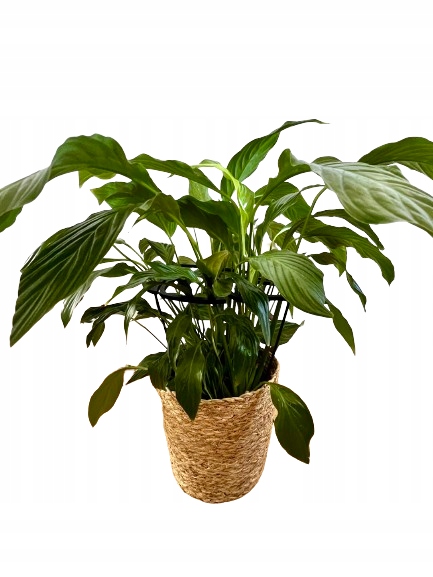 Podpórki do roślin kwiatów podpórka podpora obręcz RING MONSTERA M 33cm