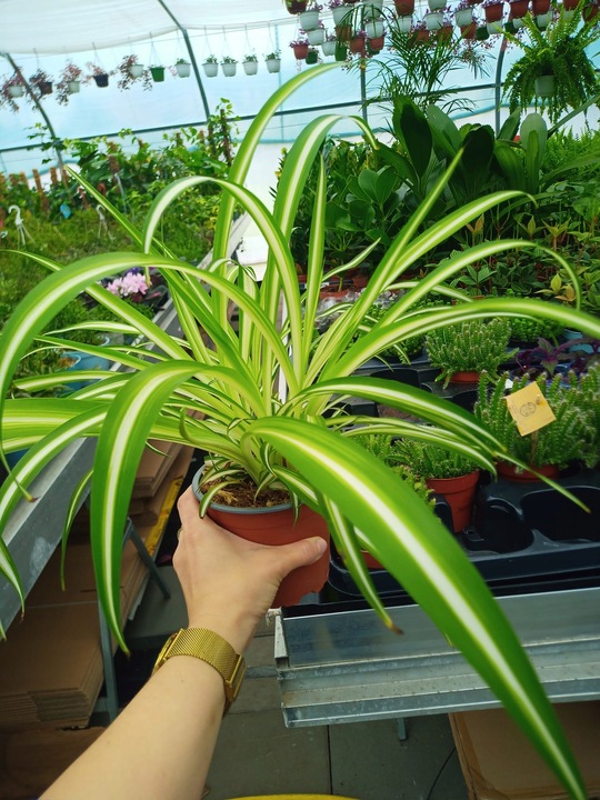 Zielistek Chlorophytum comosum Variegatum Zielistka