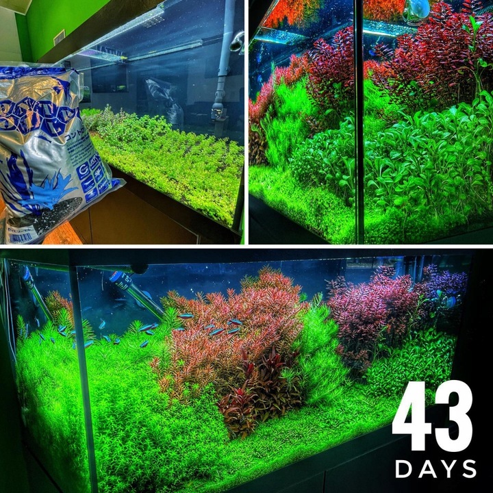 Controsoil 3l Normal substrat japoński