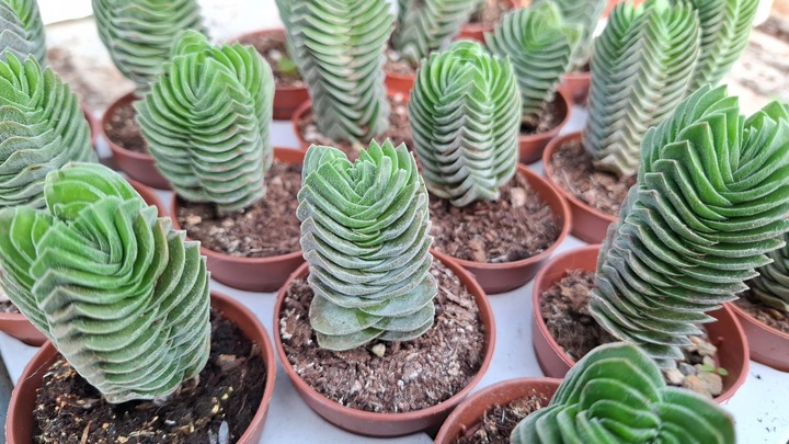 Crassula 'Buddha's Temple' Sukulent GRUBOSZ