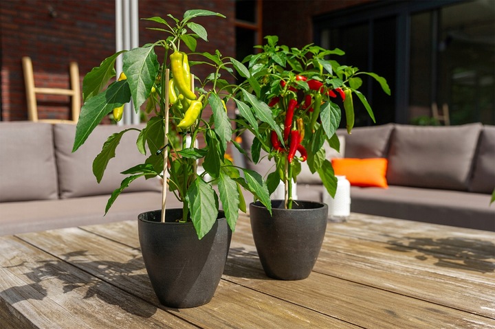 ZESTAW DO UPRAWY PAPRYKA CHILI DE CAYENNE PAPRYKA OSTRA NASIONA 5 SZT