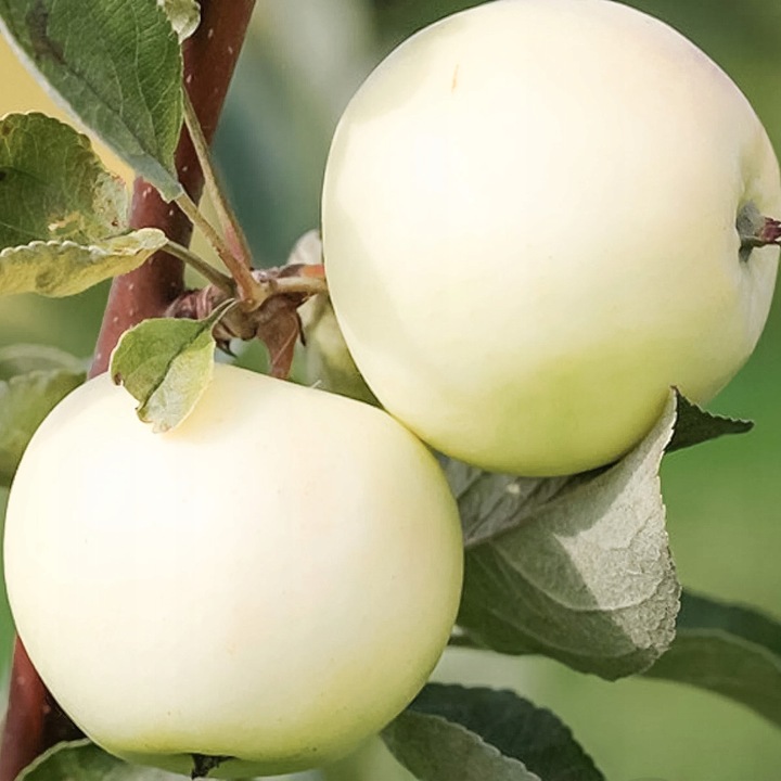 SADZONKI DRZEWKA OWOCOWE JABŁOŃ PAPIERÓWKA STAROPOLSKA WCZESNA