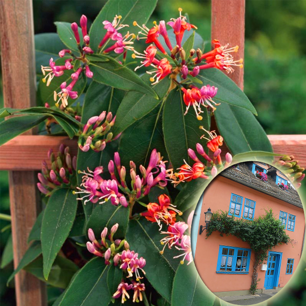 PNĄCZE NA PŁOT, ZIMOZIELONY WICIOKRZEW HENREGO - NIE ZRZUCA LIŚCI NA