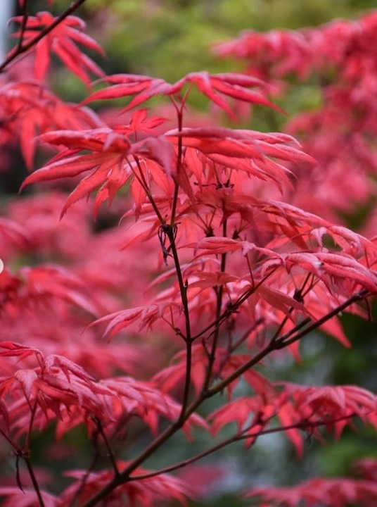 Klon Palmowy ATROPURPUREUM Sadzonka 1L