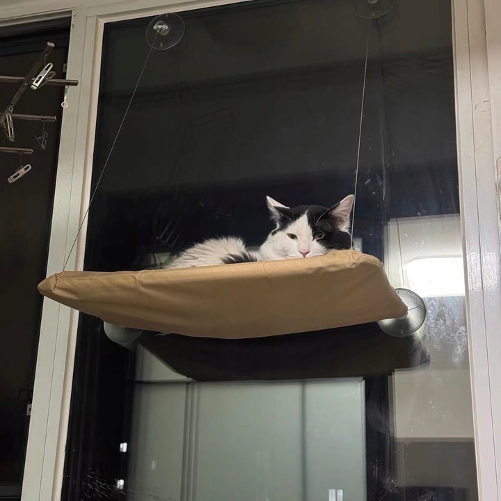 Hamak dla kota do okna – legowisko 55×35, idealne do obserwacji