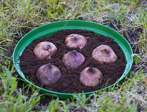 KOSZYK OSLONKA NA CEBULE cebulki do sadz 25cm 10szt