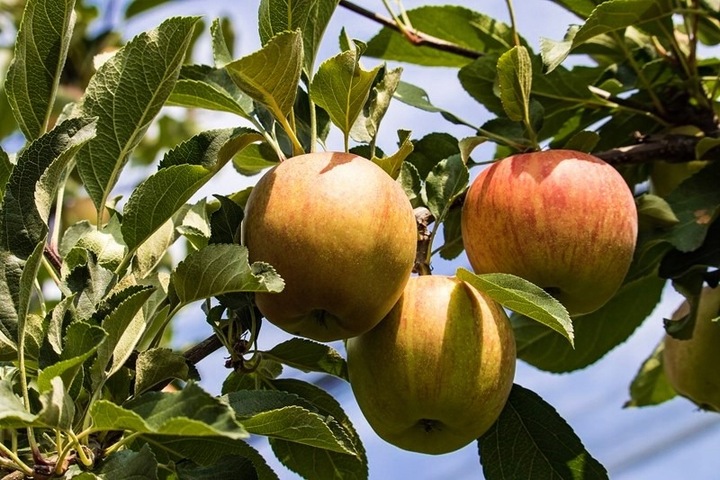Jabłoń SZARA RENETA stara odmiana WYŚMIENITA na szarlotkę i przetwory