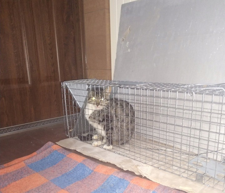 ŻYWOŁAPKA, PUŁAPKA, NA SZCZURY, KUNY, NORKI, TCHÓRZE, KOTY, ŁAPKA