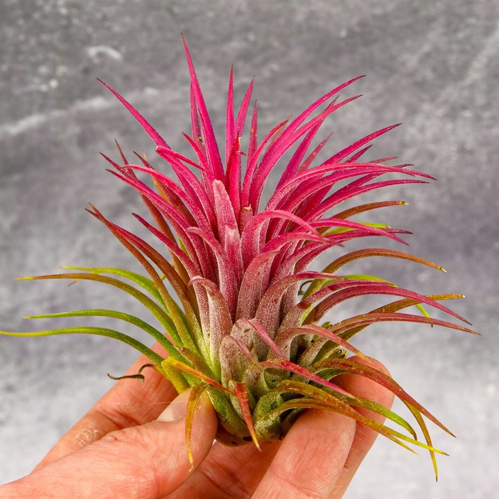 Tillandsia OPLĄTWA ionantha Intensywnie czerwona W ZIMOWYM OPAKOWANIU