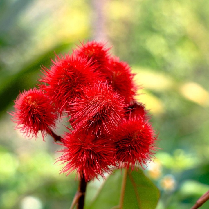 Olej rycynowy NIERAFINOWANY tłoczony na zimno 1L INDIE + POMPKA