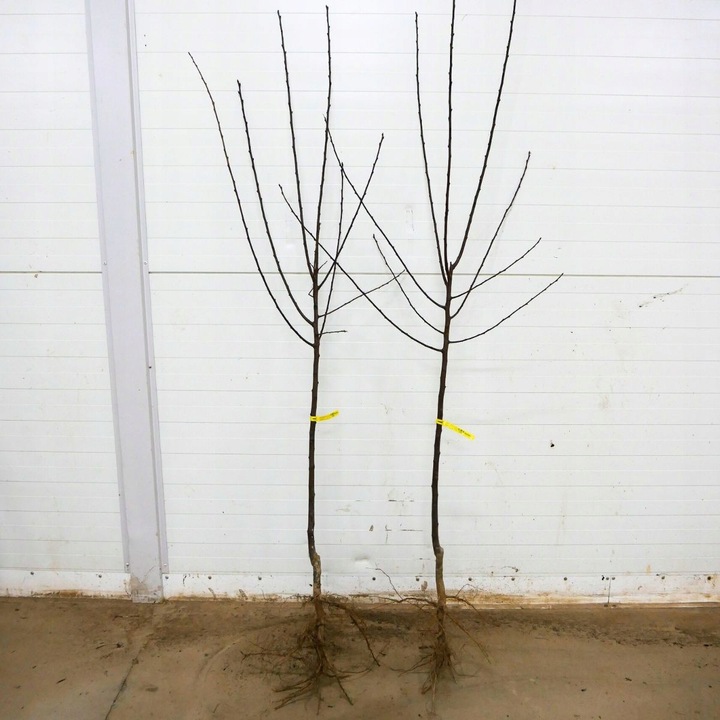 SADZONKI ŚLIWY RENKLODA ALTHANA SMACZNA SOCZYSTA PLENNA NR1 DRZEWKA