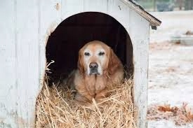 Słoma na kompost, do budy, Legowisko dla psa, Ściółka Dla Gryzoni, 80L