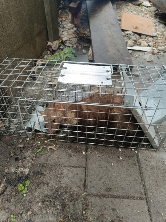 ŻYWOŁAPKA PUŁAPKA NA KUNY SZCZURY ŁASICE NORKI TCHÓRZE ŁASKI ŁAPKA