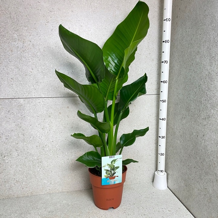 Strelitzia Nicolai Strelicja Biała Rajski Ptak XL