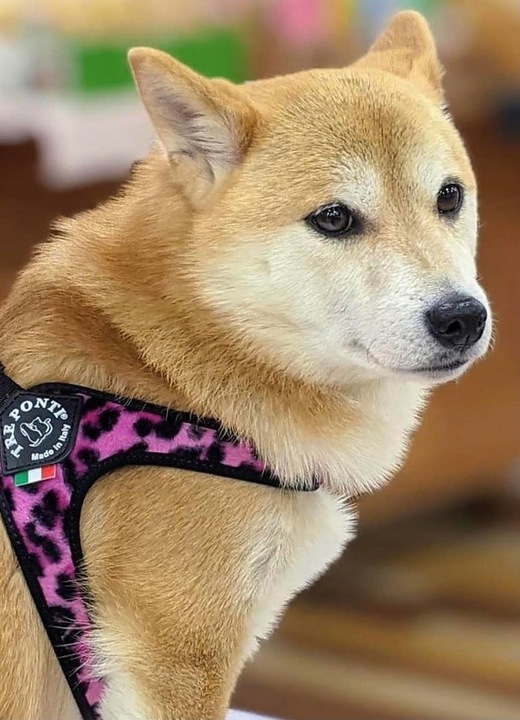 SZELKI dla dużego kota 38-48cm do 6kg Brytyjski TRE PONTI Leopard różowe