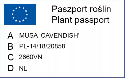 Musa Dwarf 'Cavendish' Bananowiec - EGZOTYCZNY BANAN W DOMU - Duże Liście