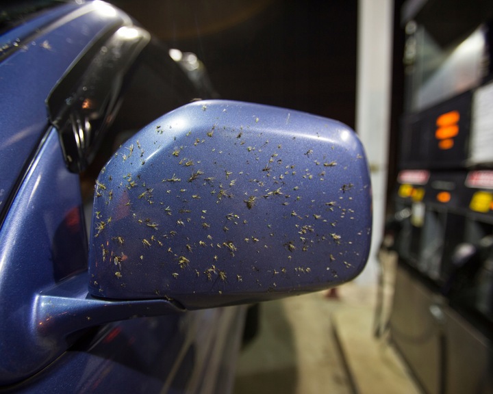 ADBL BEETLE JUICE SQUEEZER DO USUWANIA OWADÓW PTASICH ODCHODÓW Z AUTA 1L