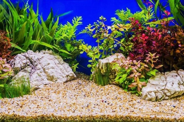 16kg Żwirek do Akwarium Bursztynowy 2-3mm