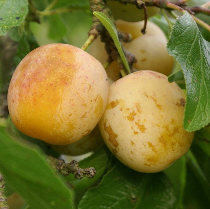 Śliwa RENKLODA ULENA POPULARNA Sadzonka z gołym korzeniem DUŻE JĘDRNE