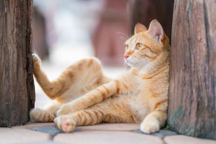 PRZYSMAK DLA KOTA smakołyki MIX SMAKÓW ciastka VITAKRAFT CAT Yums 10x 40g