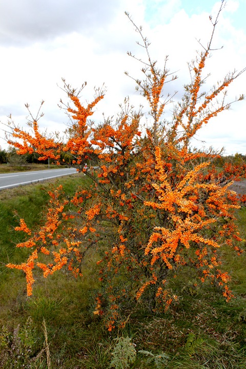 Rokitnik SAMOPYLNY bomba witamin 2 letnia, doniczka 2 litrowa