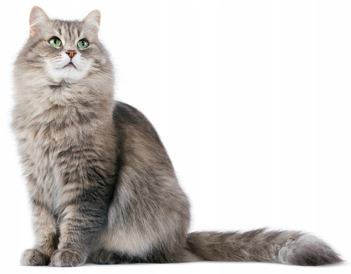 Super Benek Compact Naturalny 10L Active