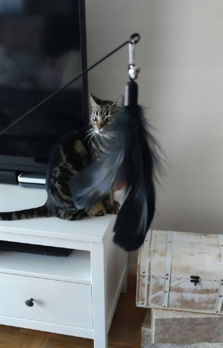 ZABAWKA DLA KOTA RUCHOMA WĘDKA Z PRZYSSAWKĄ I PTASZKIEM 95CM