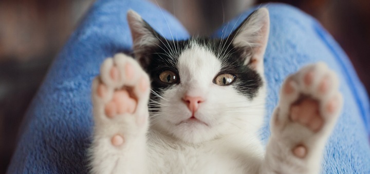 Żwirek silikonowy dla kota bezpyłowy SILKY 8x3,8l ZESTAW 8 sztuk