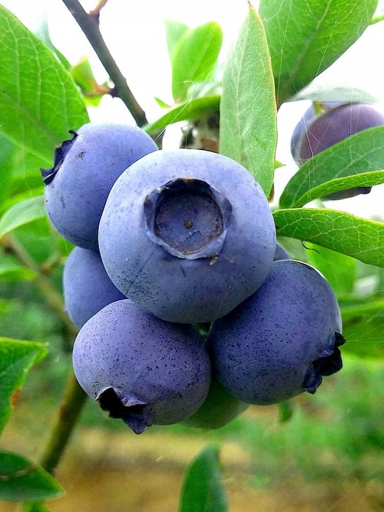 Borówka GIGANT OLBRZYMIA - Owoc jak pięciozłotówka, smak jak z bajki